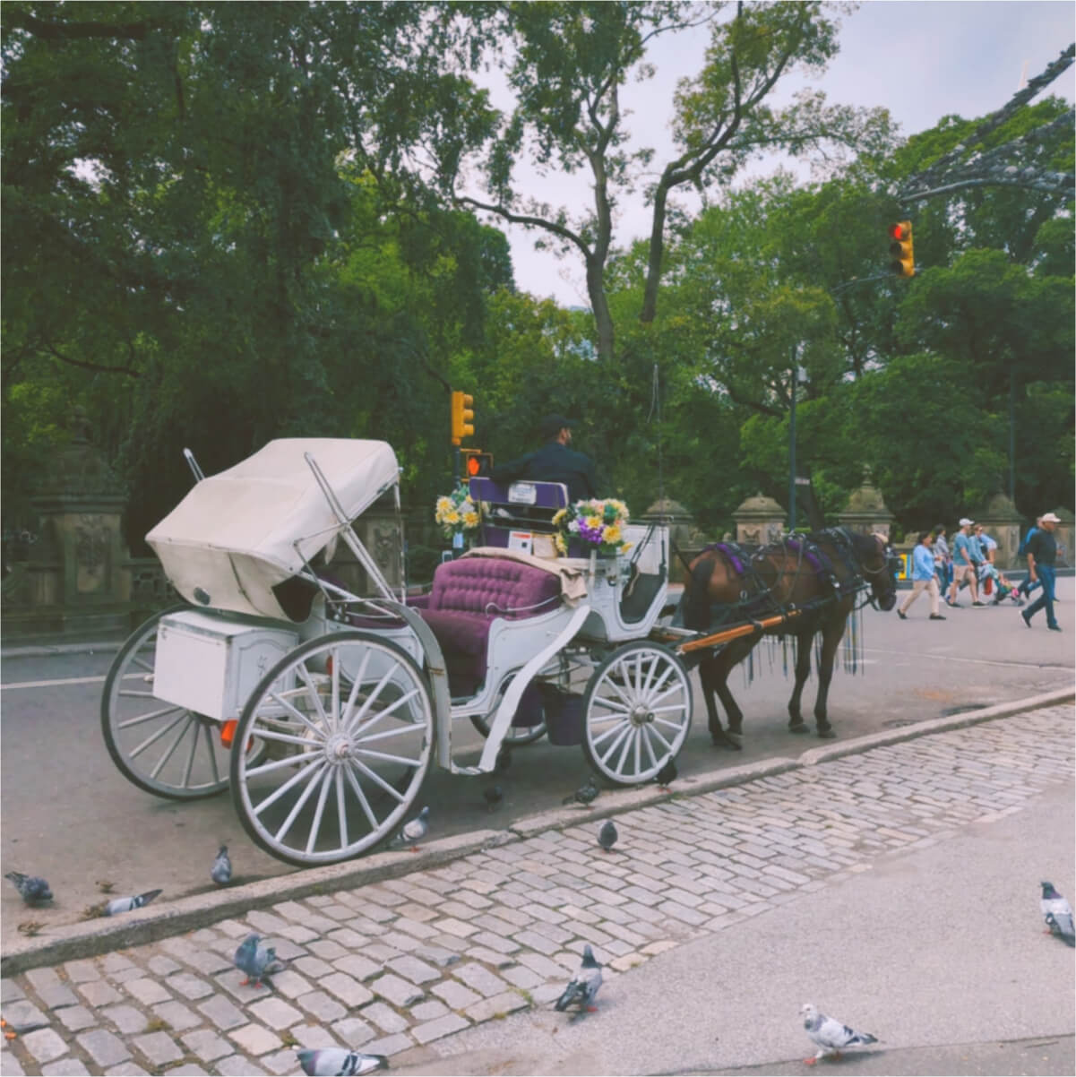 A man sitting on a horse carriage with lots of pigeons around them in a park